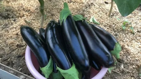 بادمجان گلخانه ای کیفیت تضمینی